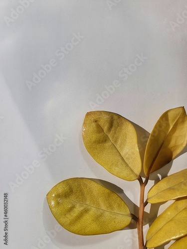 Background from a branch with yellow leaves