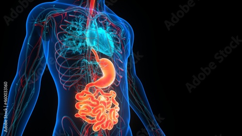 Human Digestive System Stomach with Small Intestine Anatomy photo