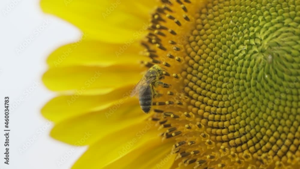 Bee close-up. Collects nectar on a sunflower flower. A bright video on a sunny day. Bee close-up. Collects nectar on a sunflower flower. A bright video on a sunny day.