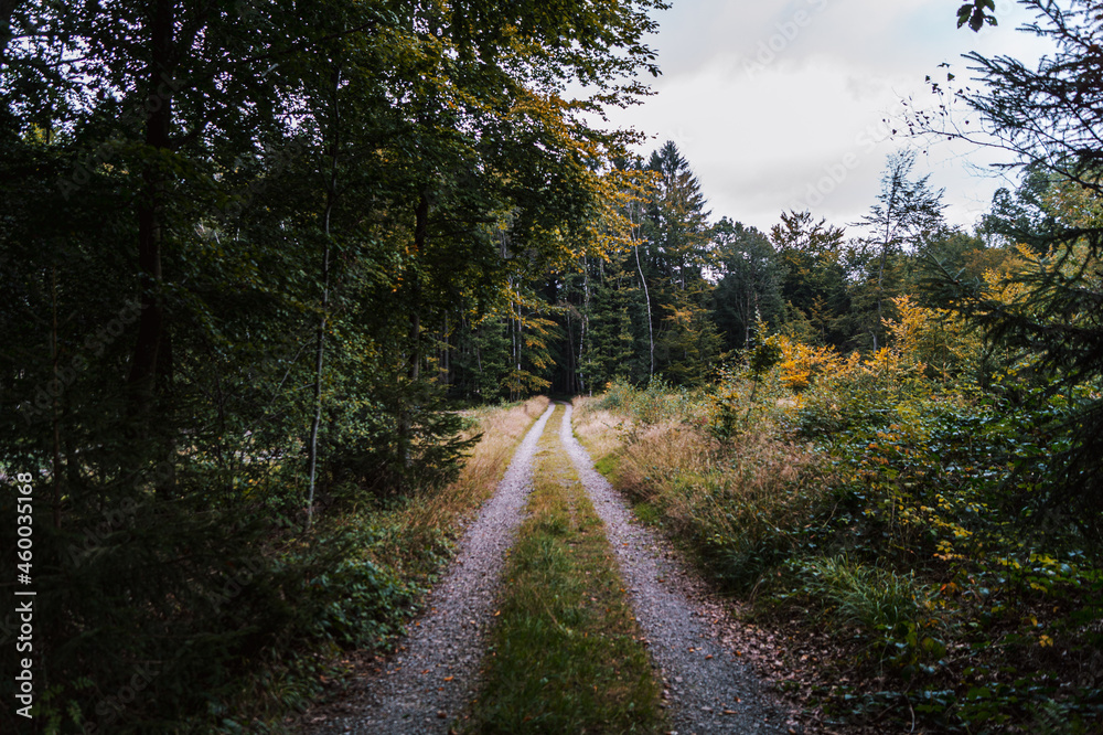 Obraz premium Chemin forestier