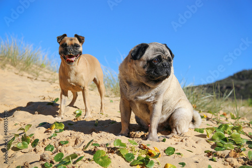 two pug dogs sitting on the sand near plants on the beach