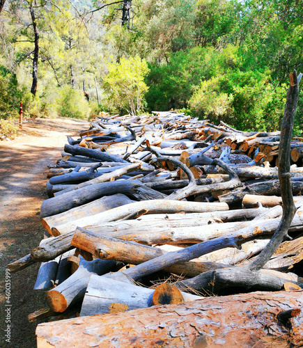A firewood warehouse in the summer forest
