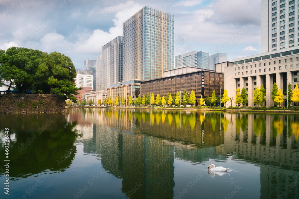 Serene scene with a swan in autumn and reflections in water at the lake surrounding the fortified walls of Tokyo Imperial Palace in Chiyoda City business district in Tokyo, Japan.
