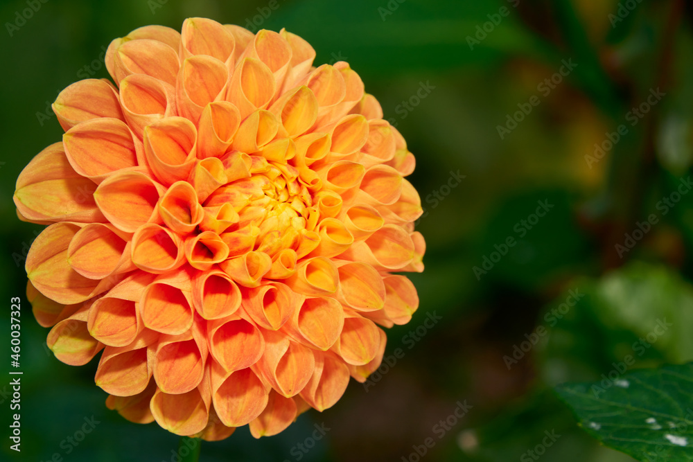 Orange Bloom Orange Bloom