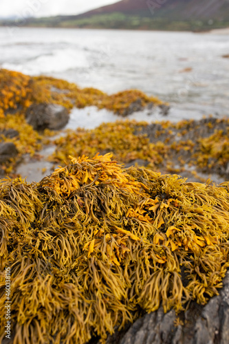 Fotografie Rockweed seaweed or bladderwrack, fucus vesiculosus, on rocks at Trefor beach on the North Wales coast
