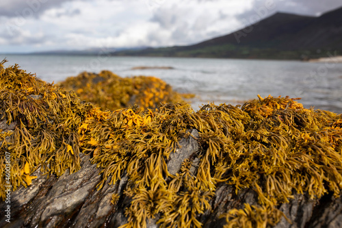 Fotografie Rockweed seaweed or bladderwrack, fucus vesiculosus, on rocks at Trefor beach on the North Wales coast