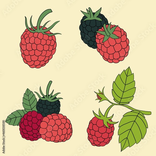 Doodle freehand outline sketch drawing of raspberry fruit collection.