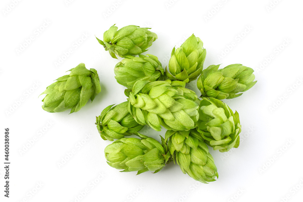 Pile of hop cone on white background. Hop ingredient for brewing beer.