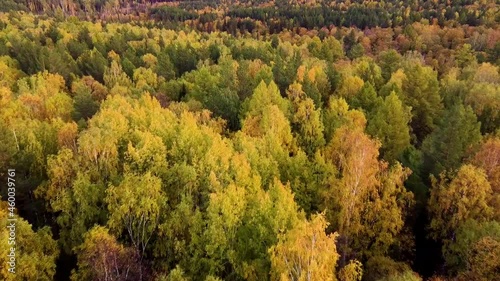 Golden aerial drone flight over the autumn forest in the mountains at sunset Ural Russia. Ural mountains in autumn Rock tourism Sports Eco-travel.