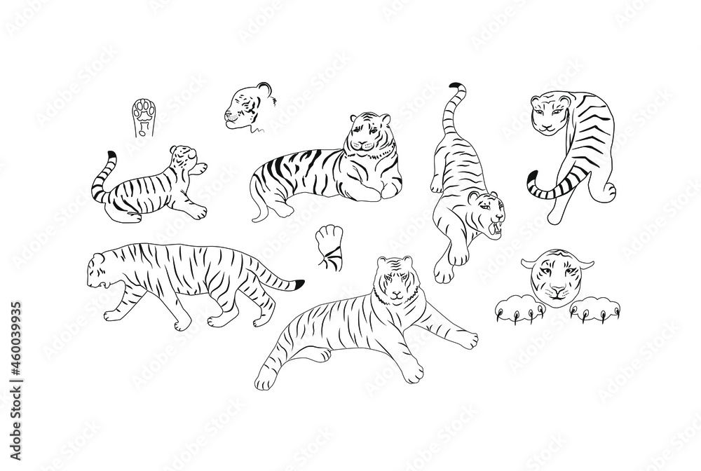 Obraz premium Set of hand drawn tiger vector skech. Outline illustration.