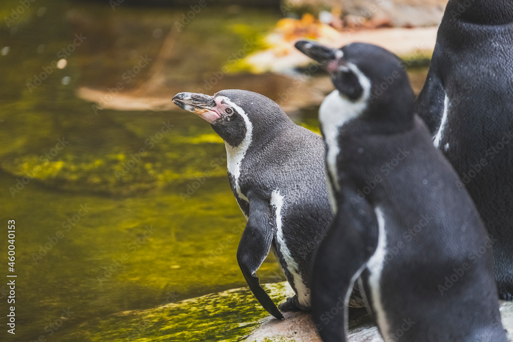Naklejka premium Humboldt penguin bird, wildlife animal