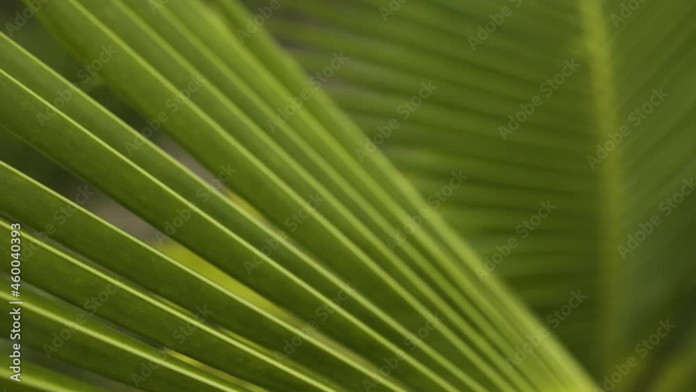 Close up of young coconut palm tree leaf appearing beautiful in broad daylight. Slider macro shot Close up of young coconut palm tree leaf appearing beautiful in broad daylight. Slider macro shot
