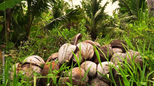 Camera sliding panning over old fallen coconuts in the tropical forest containing coconut trees, palm trees and plantain. photo