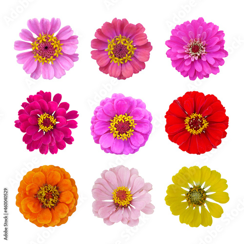 Tender pink zinnias set composition on isolated white background. Summer flower.