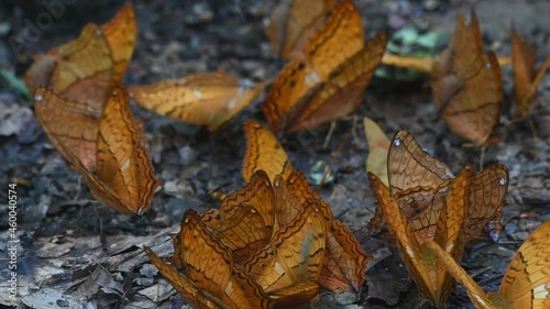 Having a good time feeding on minerals on the forest ground while other butterflies fly around; Thai Cruiser, Vindula erota, Kaeng Krachan National Park, UNESCO World Heritage, Thailand. photo