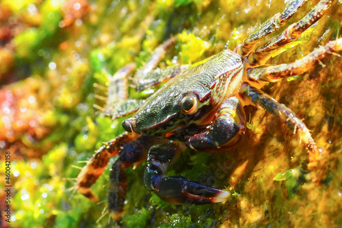 The black Sea crab has algae © Александр Викоградов
