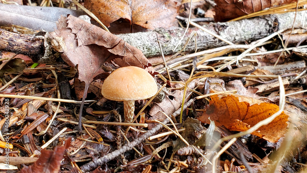 mushrooms in the snow mushrooms in the snow