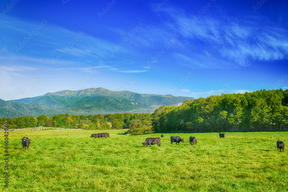 日本の秋の栗駒山と高原の牧場と放牧牛