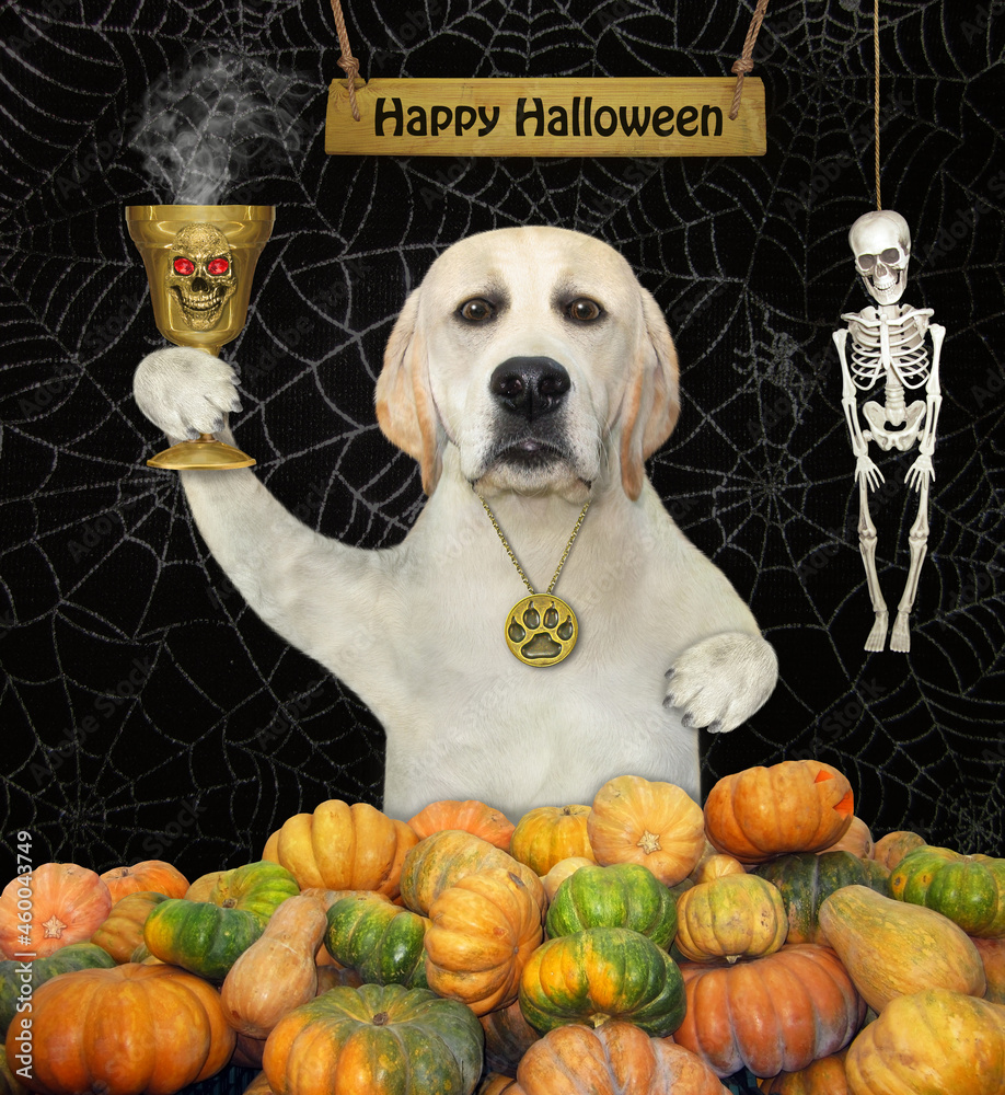 Φωτογραφία A dog labrador with a gold goblet is near a heap of pumpkins for Halloween