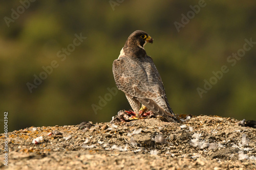 Halcon peregrino se alimenta de una presa