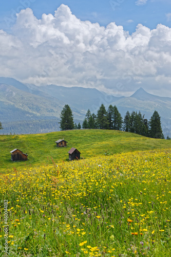 Blühende Bergwiesen mit alten Holzhütten vor dem Kamm der Karnischen Alpen, Pustertal, Südtirol, Italien 