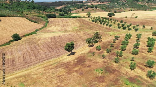 Tuscan countryside shot with drone at summer time. Aerial view of amazing wine fields country in sunny weather, arid fields,green trees,olive trees  photo