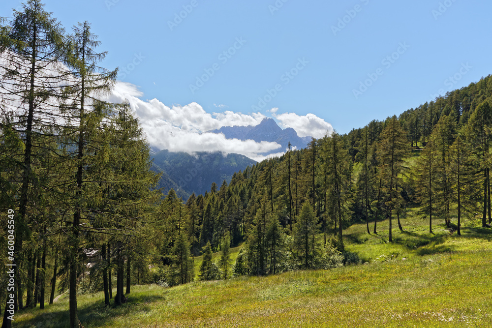 Bergwiese mit Lärchen und den Gipfeln der Sextner Dolomiten im Hintergrund, Pustertal, Alpen, Südtirol, Italien 