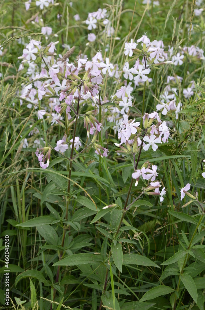 Ταπετσαρία Silene alba (syn Silene latifolia syn Melandrium album) - white campion