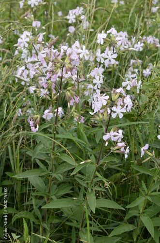 Photos Silene alba (syn Silene latifolia syn Melandrium album) - white campion