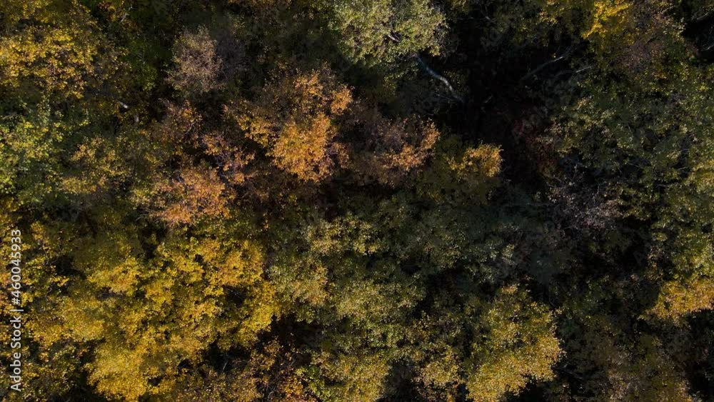 Vibrant autumn colors of treetop foliage in alpine forest; drone view Vibrant autumn colors of treetop foliage in alpine forest; drone view