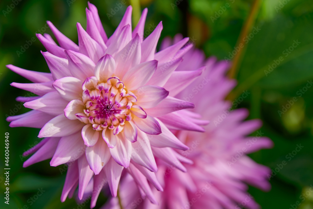 Delicate Bloom Delicate Bloom