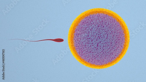 Fertilization is the fusion of haploid gametes, egg and sperm Concept Fertilization and Implantation 3D rendering illustration