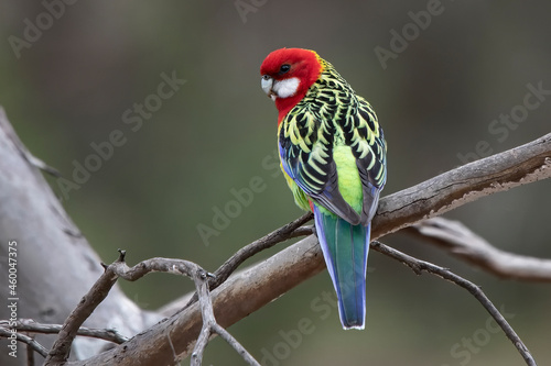 Eastern Rosella (Platycercus eximius) photo