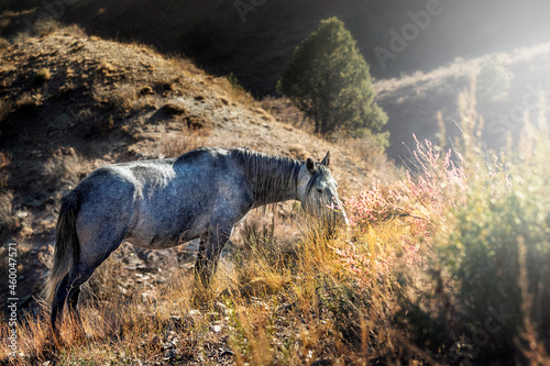 A wild horse is grazing on the edge of the cliff. The wild horse is a species of the genus Equus, which includes as subspecies the undomesticated tarpan and the endangered Przewalski's horse.