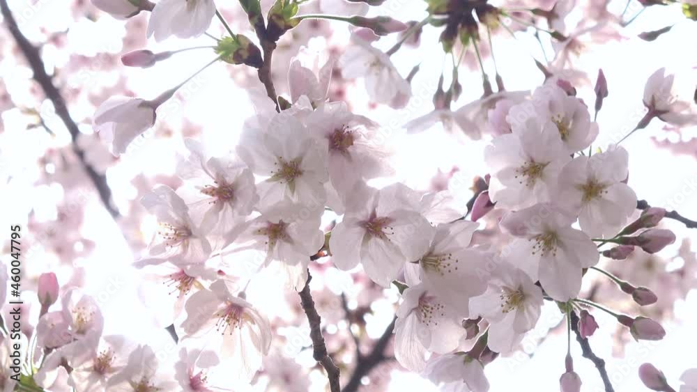 満開の桜とフレア ソメイヨシノのクローズアップ 4K 2021年3月29日広島にて撮影 満開の桜とフレア ソメイヨシノのクローズアップ 4K 2021年3月29日広島にて撮影