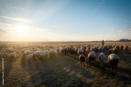 Obraz na plátne sheep and shepherd at sunset