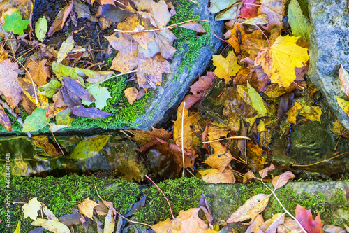 Autumn leaves that have fallen on some rocks © Lars Johansson