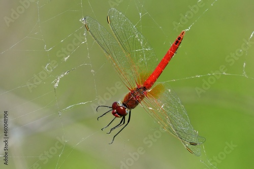 Sympetrum fonscolombii impigliato nella ragnatela