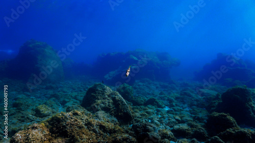 Tropical fish at coral reef