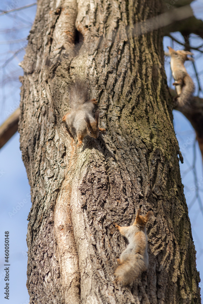 three squirrels on a tree trunk three squirrels on a tree trunk