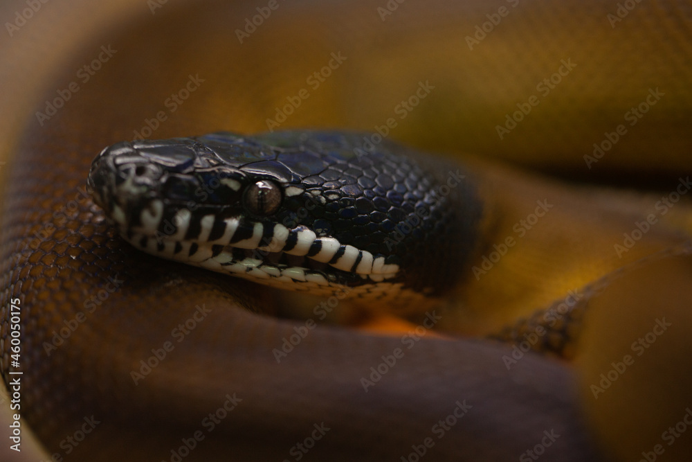 Obraz premium Beautiful colorful texture of a poisonous snake.