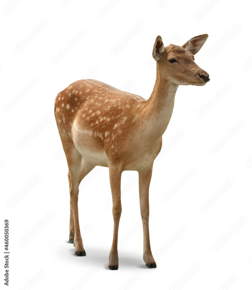 Obraz premium Dappled deer on white background