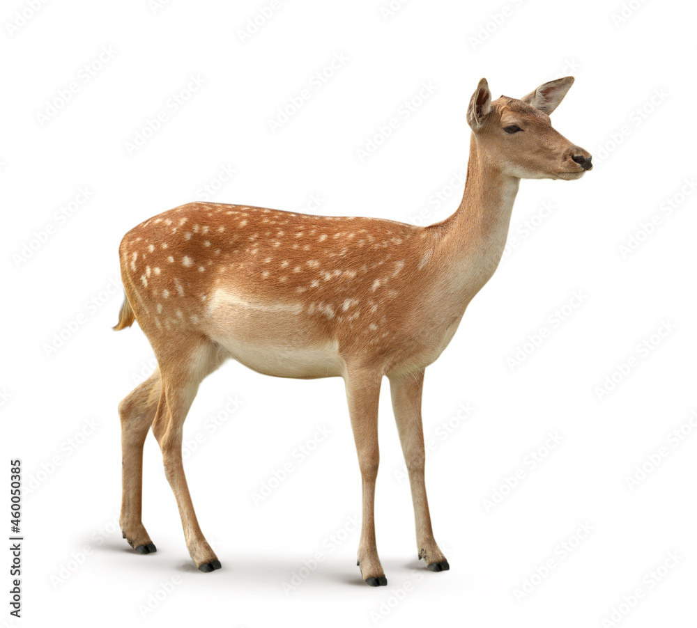 Dappled deer on white background Dappled deer on white background