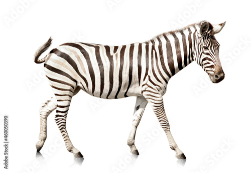 Beautiful zebra on white background