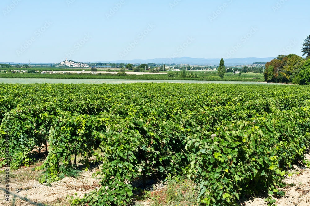 Vineyards around Colombiers and Beziers, Herault, Languedoc Roussillon, France