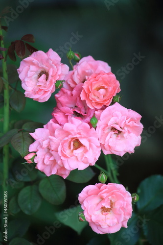 Pink roses bush in the garden. Beautiful flowers. High quality photo