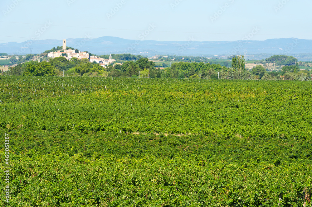 Vineyards around Colombiers and Beziers, Herault, Languedoc Roussillon, France