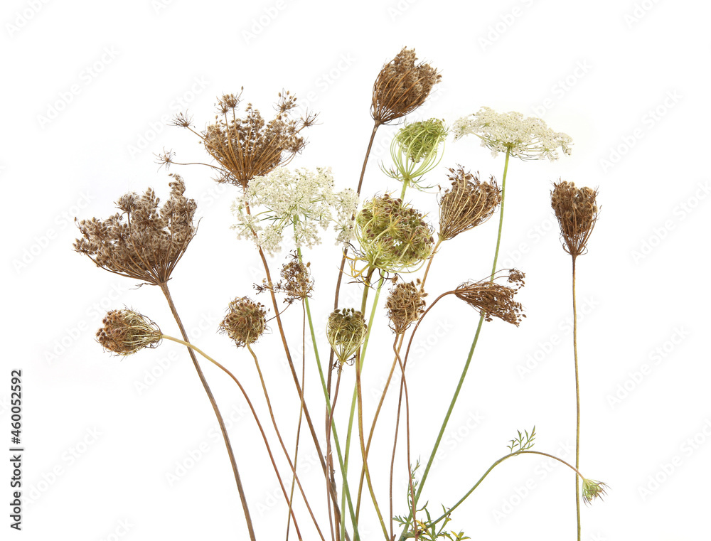 Daucus carota autumn flowering dry wild grasses or herbs isolated on white background. Autumn meadow flowers with umbels wildflowers and plants. - obrazy, fototapety, plakaty 
