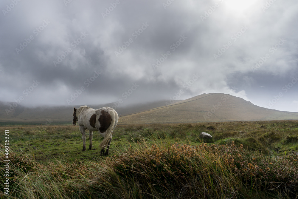 a lonely horse standing on grassland with hills on the background and cloudy dark sky on the wild atlantic way on ireland, europe