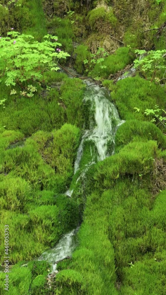 Water flowing through green moss, Swabian Alb, Germany Water flowing through green moss, Swabian Alb, Germany